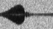 oscillating bubble (streak image)